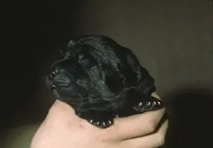 Labrador puppy, two days old