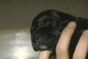 Sleepy Prints: Labrador puppy, two days old