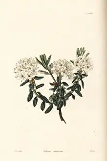 Labrador Prints: Labrador tea, Ledum canadense