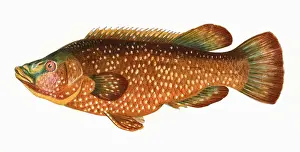 Labrus bergylta, or Ballan Wrasse