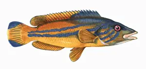 Cuckoo Prints: Labrus mixtus, or Cuckoo Wrasse