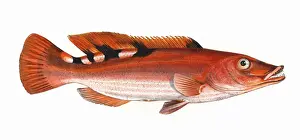 Mixtus Prints: Labrus trimaculatus, or Three-Spotted Wrasse