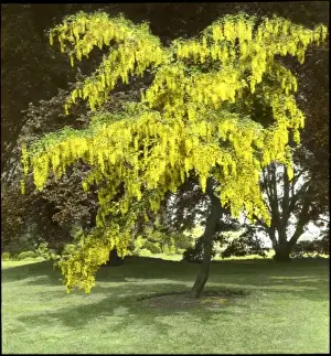 Malby Prints: Laburnum and Copper Beech