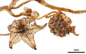 Lacandonia schismatica