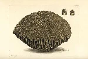Lace coral, Alveopora retipora