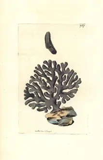 Thenaturalistsmiscellany Prints: Lace coral, Distichopora violacea