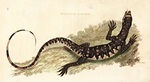Amphibia Collection: Lace monitor or lace goanna, Varanus varius