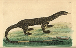 Monitor Gallery: Lace monitor lizard, Varanus varius