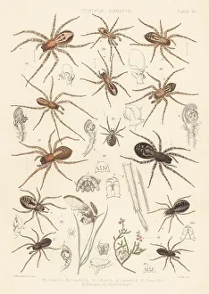 Spider Prints: Lace-webbed and lace-weaver spiders