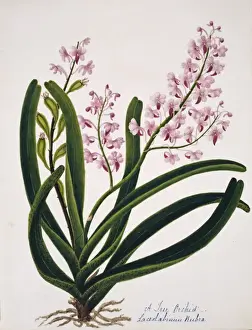Orchidaceae Prints: Laceolabinuin rubra, tree orchid