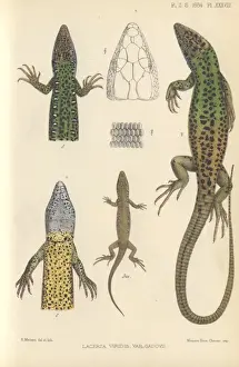 Squamata Prints: Lacerta viridis, green lizard
