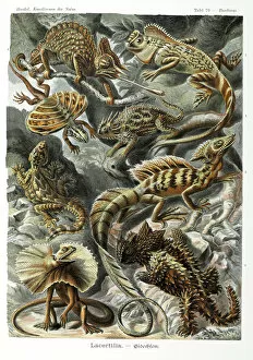 Lepidosauria Gallery: Lacertilia, lizards