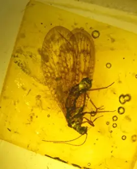 Iridescent Prints: Lacewing in amber