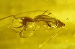 Larvae Collection: Lacewing larva in amber