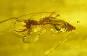 Larvae Collection: Lacewing larva in amber
