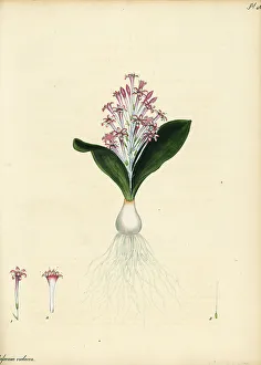 Henry Andrews Prints: Lachenalia ensifolia