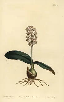 Sansom Prints: Lachenalia pallida