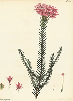 Hibbertian Collection Prints: Lachnaea eriocephala