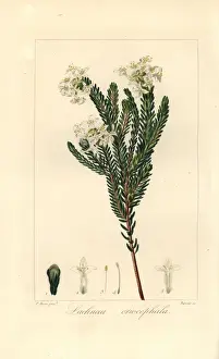 Pancracebessa Prints: Lachnaea eriocephala, native of South Africa