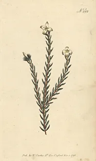 Stephen Couchman Prints: Lachnaea grandiflora
