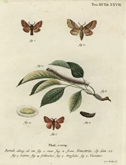 Phalaena Collection: Lackey moth, Malacosoma neustria