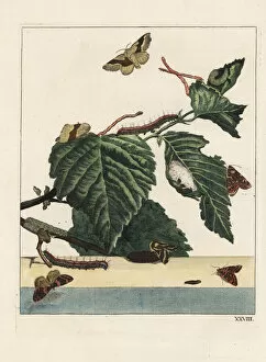 Accurate Gallery: Lackey moth, Malacosoma neustria, and caterpillar