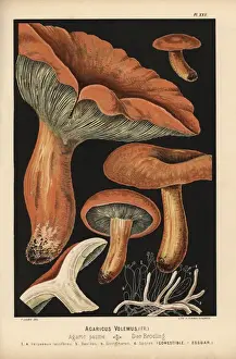 Agaricus Prints: Lactarius volumes, Agaricus volemus, edible