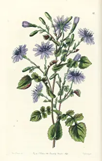 Lactuca macrorhiza