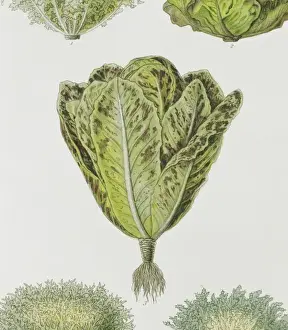 Lactuca sativa, lettuce
