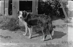 Loyal Prints: Laddy the Dog