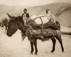 Mule Collection: Laden Donkey owned by a Bakhtiari Tribesman