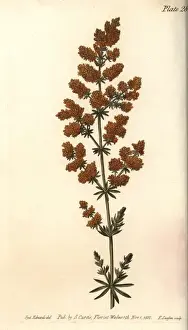 Verum Prints: Ladies bed straw, Galium verum