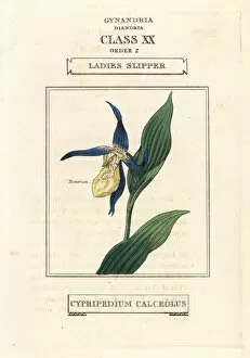 Ladies slipper orchid, Cypripedium calceolus