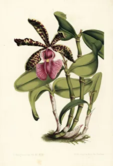 Stroobant Collection: Lady Acklands cattleya orchid, Cattleya aclandiae