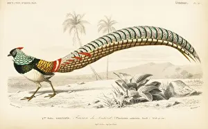 Travies Prints: Lady Amhersts pheasant, Chrysolophus amherstiae