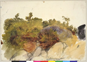 Images Dated 17th January 2011: Lady Annesleys Park, Study in River