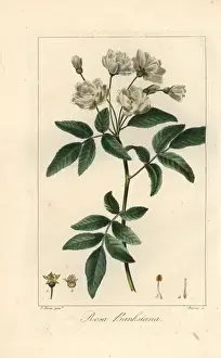 Botanicalillustration Prints: Lady Banks rose, Rosa banksiae, native to China