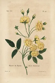Complet Prints: Lady Banks rose, Rosier de Banks, Rosa banksiae