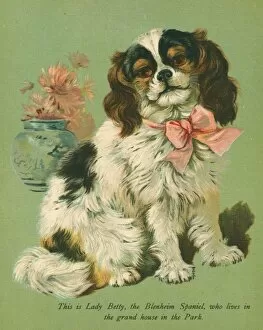 Images Dated 25th July 2011: Lady Betty K C Spaniel