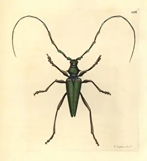 Lady Capricorn beetle, Callichroma virens