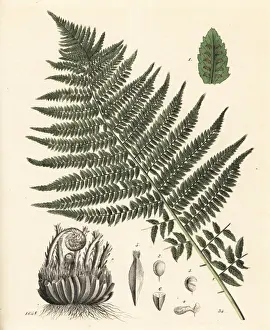Fern Prints: Lady fern, Athyrium filix femina