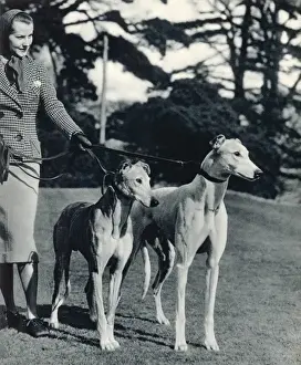 Lady and Greyhounds