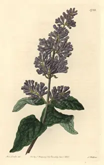 Lady Josikas lilac or Hungarian lilac, Syringa josikaea