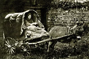 Lives Collection: Lady Member of the Caravan Club in donkey tilt cart