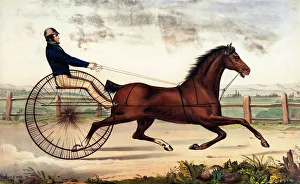 Harness Gallery: Lady Moscow, horse harness racing