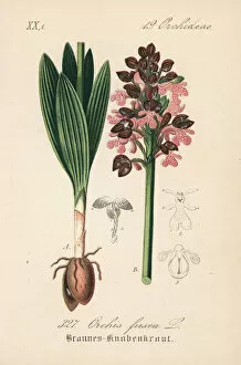 Orchis Gallery: Lady orchid, Orchis purpurea