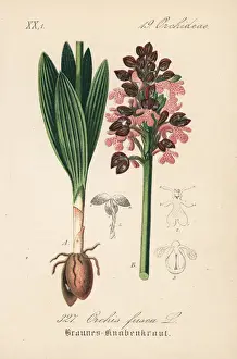 Lady orchid, Orchis purpurea