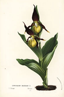 Orchid Collection: Lady s-slipper orchid, Cypripedium calceolus