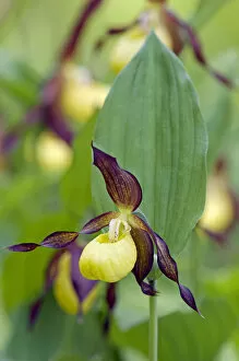 Images Dated 14th June 2010: Lady Slipper Orchid - flowering wild plant
