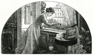 Images Dated 14th August 2019: Lady tending her window box 1878